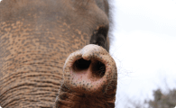 アジアゾウの鼻先の形 は上片1つ