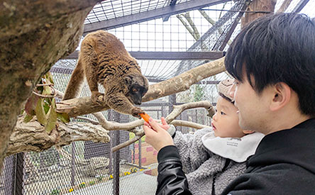 ブラウンキツネザルとのふれあいう親子