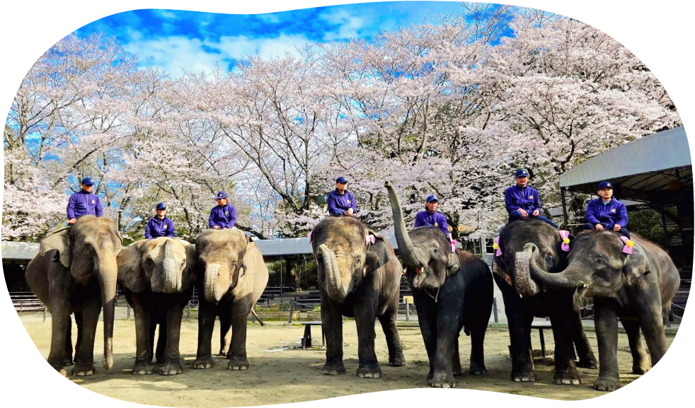 市原ぞうの国で暮らすぞうさん