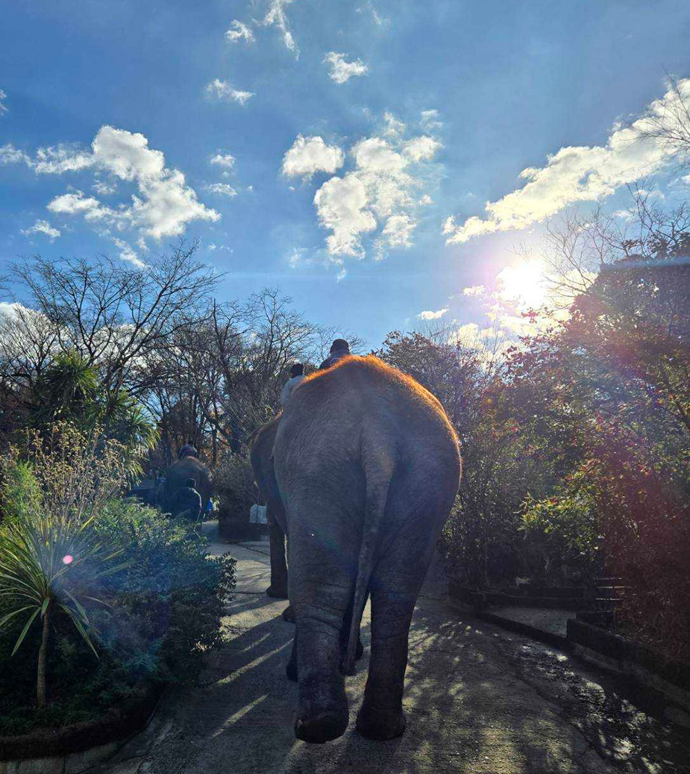 移動するゾウさん