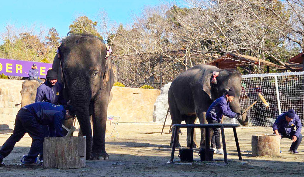 お餅つきをするゾウさん