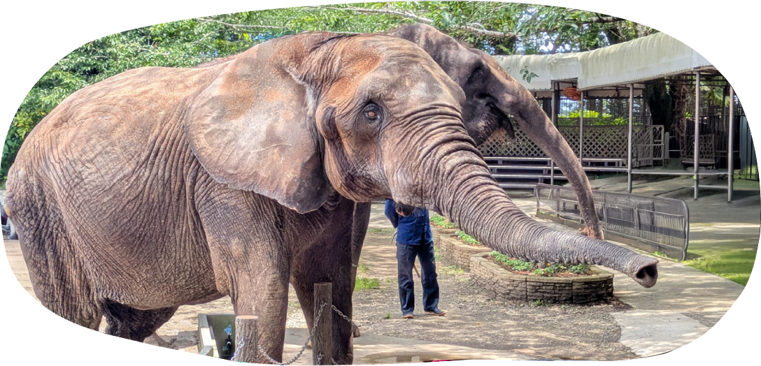 市原ぞうの国で暮らすぞうさん アフリカゾウ サンディ