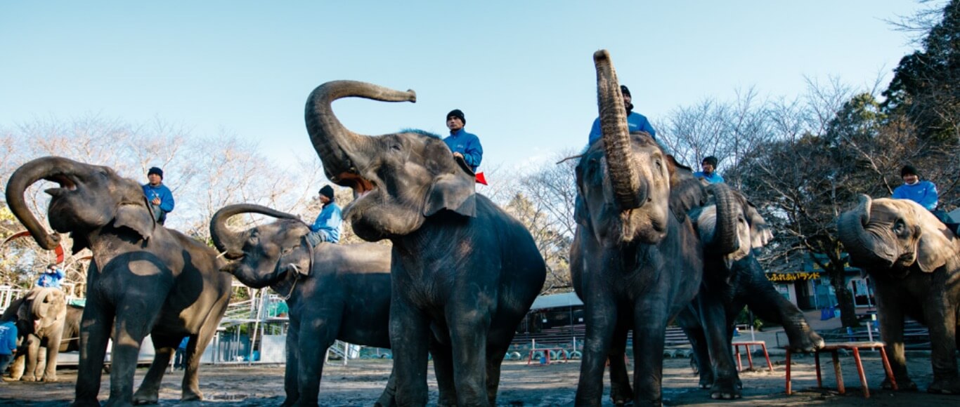 Ichihara elephant kingdom