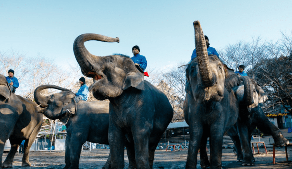 Ichihara elephant kingdom