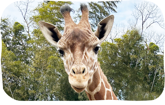 サユリワールドのキリンさん 節子