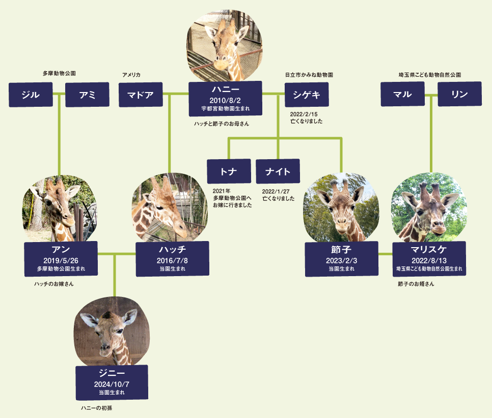 サユリワールドのキリンさんファミリー家系図