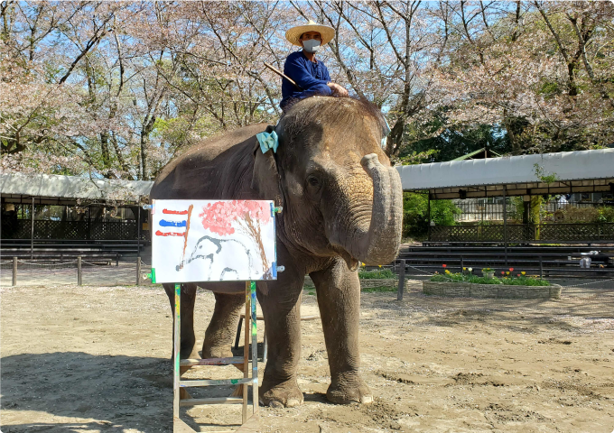 アジアゾウ「ゆめ花」とゆめ花が描いた”桜とタイの国旗”