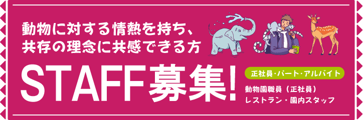 STAFF募集