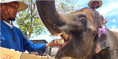 お米を食べるぞうさん