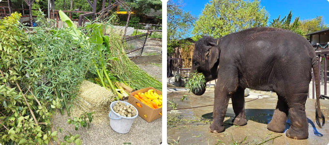 餌をたくさん食べるぞうさん