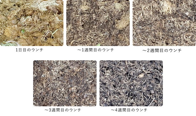 ぞうさんのウンチ3週間目～4週間目