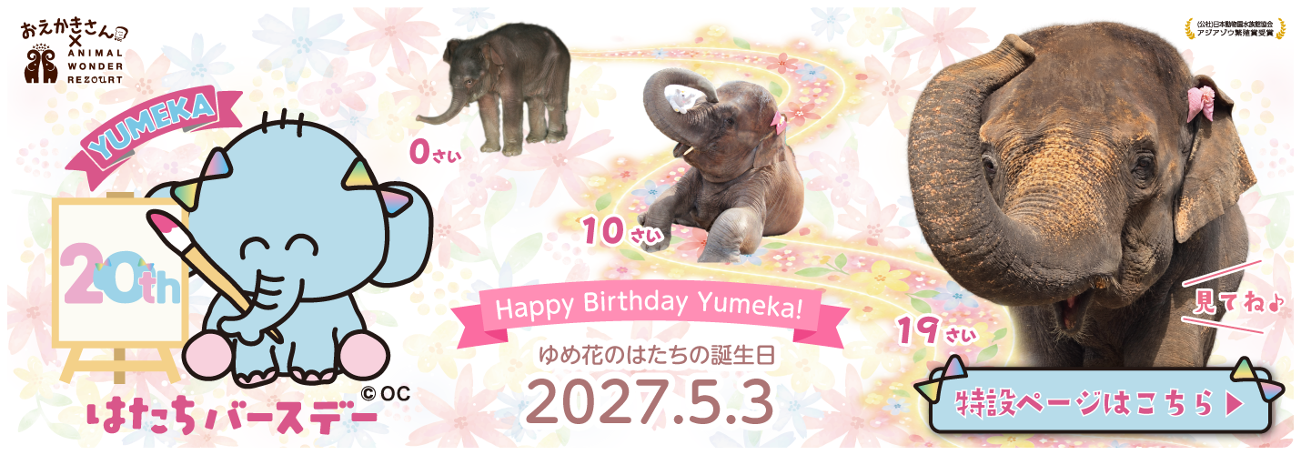 ゆめ花はたち　特設ページ
