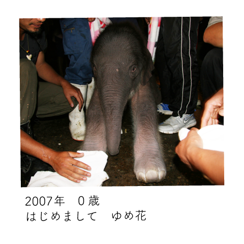 ゆめ花 0歳