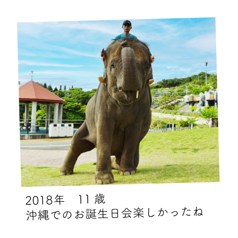 ゆめ花 11歳