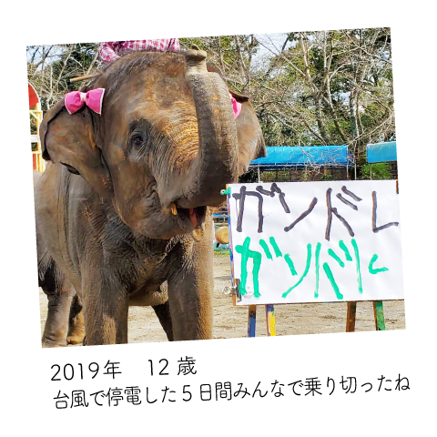 ゆめ花 12歳