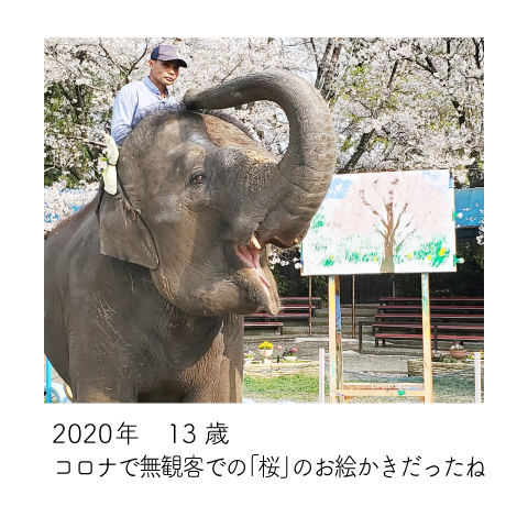 ゆめ花 13歳