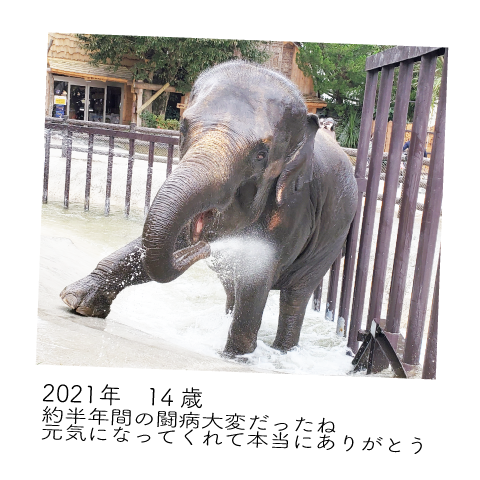 ゆめ花 14歳
