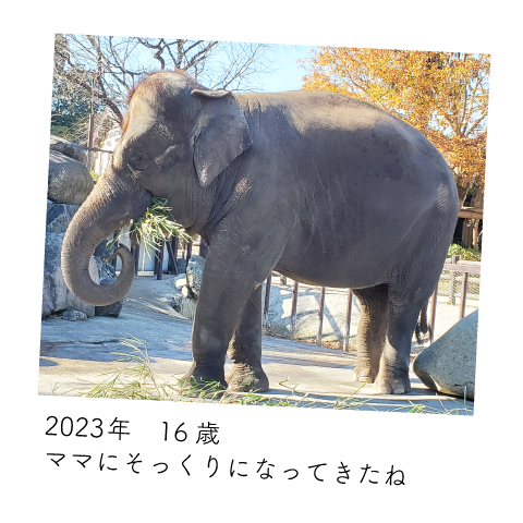 ゆめ花 16歳