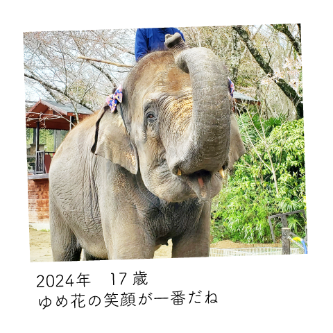 ゆめ花 17歳