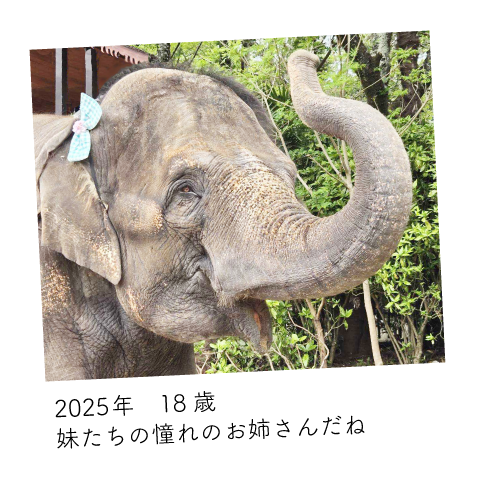 ゆめ花 18歳
