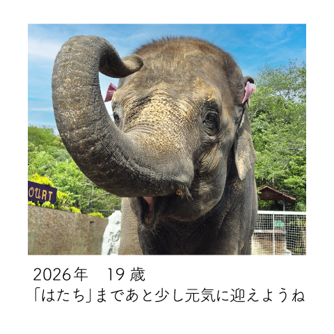 ゆめ花 19歳