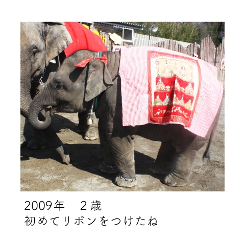 ゆめ花 2歳