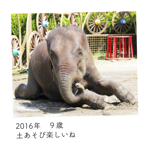 ゆめ花 9歳