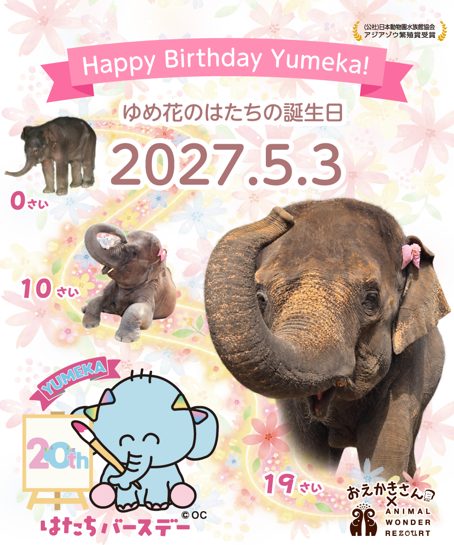 ゆめ花はたちバースデー Happy Birthday Yumeka!