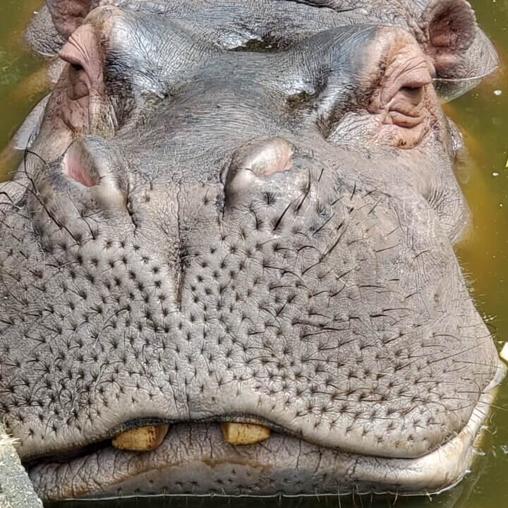 カバ舎リニューアル工事 市原ぞうの国 サユリワールド アニマルワンダーリゾウト