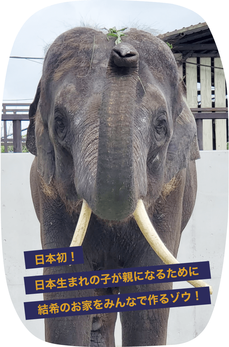 市原ぞうの国 サユリワールド アニマルワンダーリゾウト