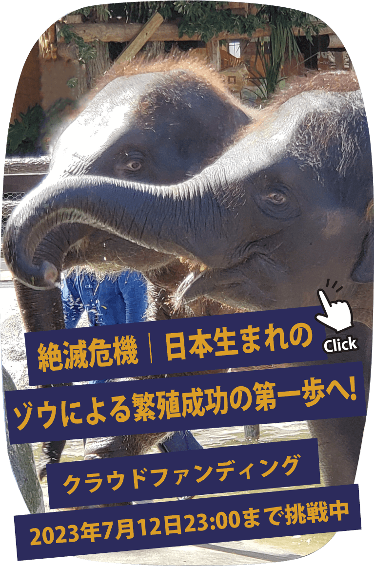 絶滅の危機｜日本生まれのゾウによる繁殖成功の第一歩へ！