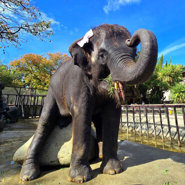 もも夏の成長記録