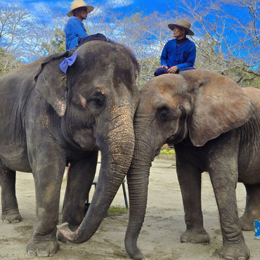 ゆめ花の成長記録