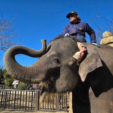 ら夢の成長記録