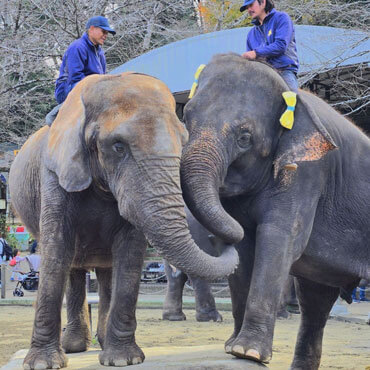 りり香の成長記録