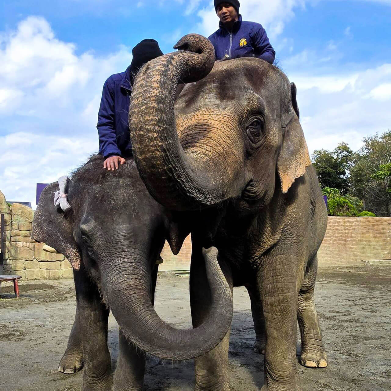 マミーのこれまで