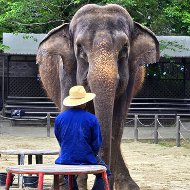 ミッキーのこれまで